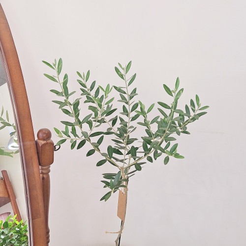 올리브나무_인기 많은 식물_헤이리프