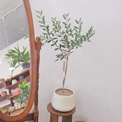 올리브나무_인기 많은 식물_헤이리프