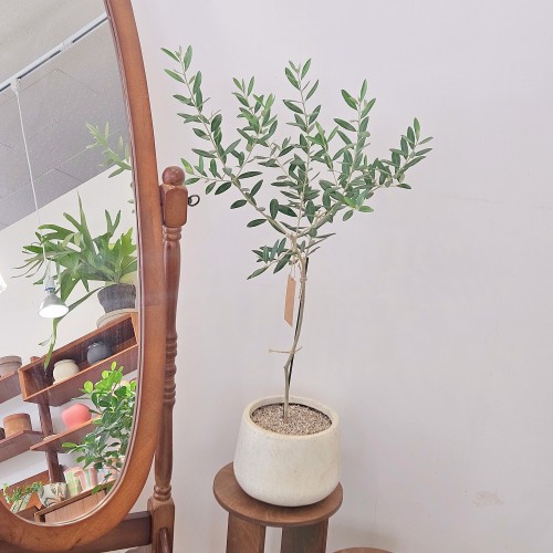 올리브나무_인기 많은 식물_헤이리프