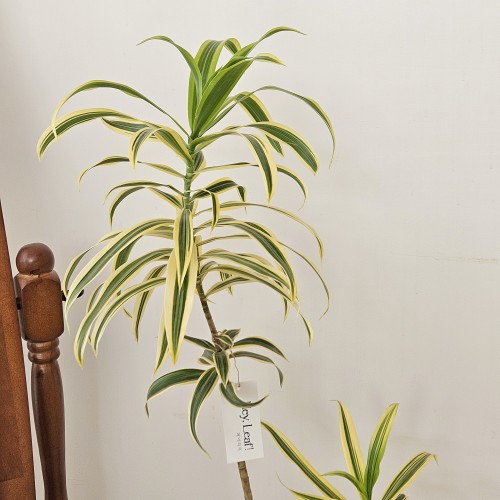 송오브인디아 중형_인기 많은 인테리어 식물_헤이리프