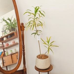 송오브인디아 중형_인기 많은 인테리어 식물_헤이리프