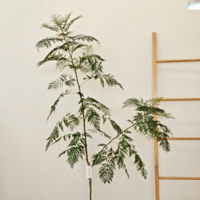 그레빌리아 대형_감성 호주 식물_헤이리프