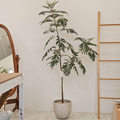 그레빌리아 대형_감성 호주 식물_헤이리프