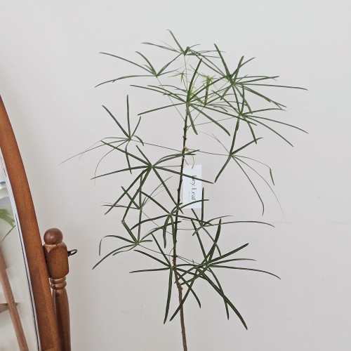 보틀트리 중형_키우기 쉬운 호주 식물_헤이리프