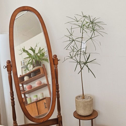 보틀트리 중형_키우기 쉬운 호주 식물_헤이리프