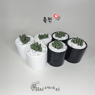 축전 코노피튬 세라믹화분세트