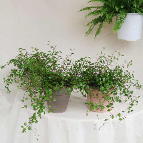 동글동글 드랍되는 잎을 가진 덩쿨식물 뮤렌베키아 트리안 - 토분 2type