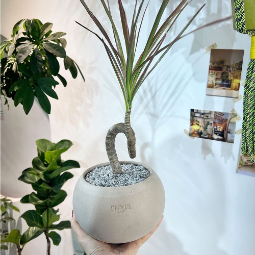 유니크한 수형이 멋진 꼬불이 드라세나 마지나타