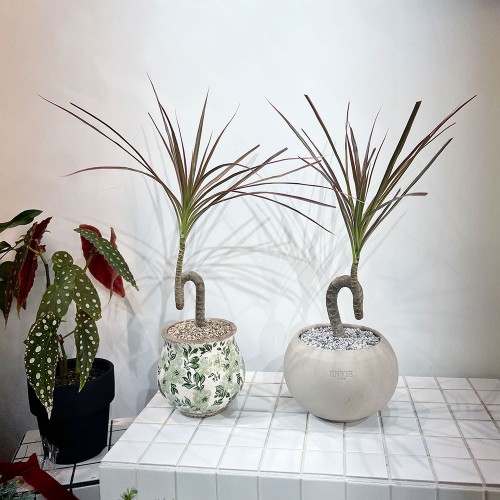 유니크한 수형이 멋진 꼬불이 드라세나 마지나타