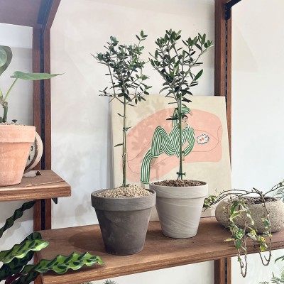 [화분포함 완제품] 수형이 예쁜 올리브 나무 - 독일 마블토분