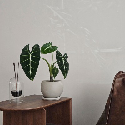 프라이덕 프라이덱 벨벳 알로카시아 마블 볼토분S