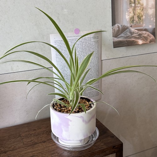 마블화분 핸드메이드 제스모나이트