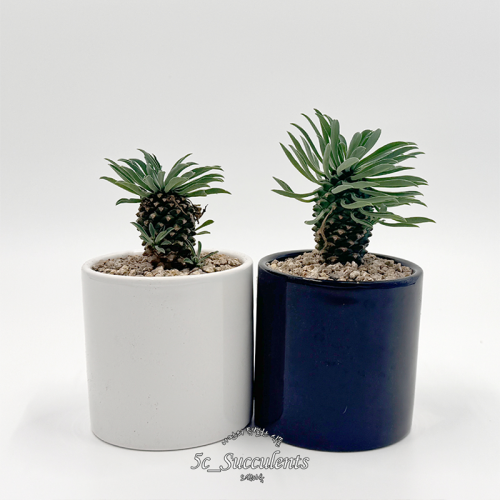 괴마옥 선인장 세라믹화분세트