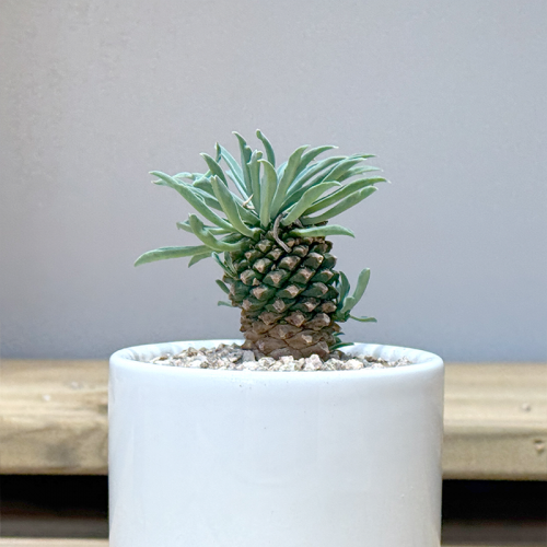 괴마옥 선인장 세라믹화분세트