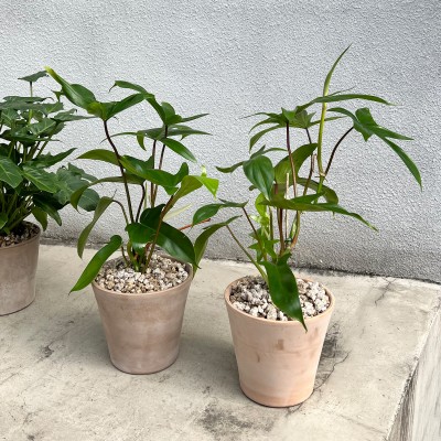 플로리다 뷰티 그린 중형 필로덴드론 이태리토분