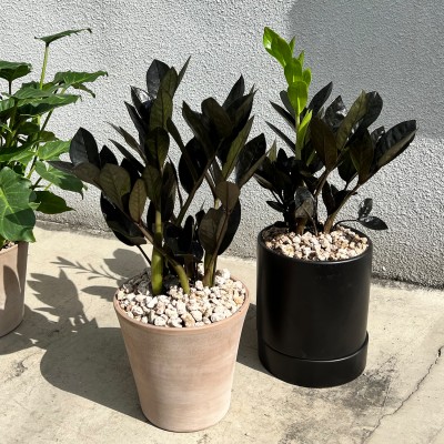 공기정화 중형식물 유니크한 고급품종 카키블랙 금전수 - 화분 2type