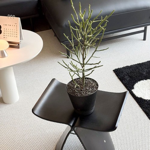 알로아오디 사슴선인장 알록달록 저면관수 화분M