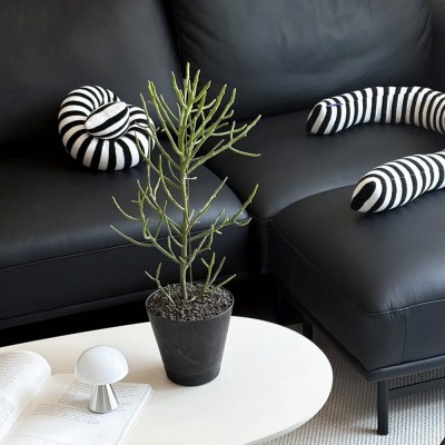 알로아오디 사슴선인장 알록달록 저면관수 화분M