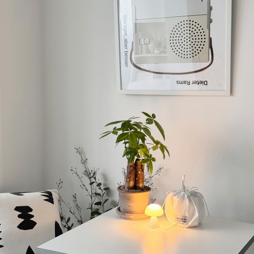 공기정화 식물 1위 다둥이 파키라 - 토분 3type