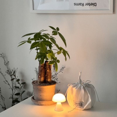 공기정화 식물 1위 다둥이 파키라 - 토분 3type