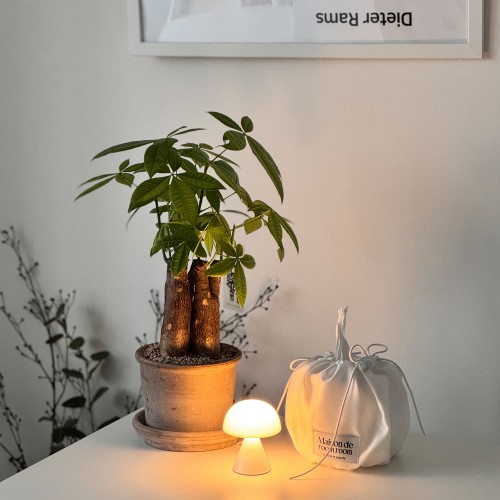 공기정화 식물 1위 다둥이 파키라 - 토분 3type