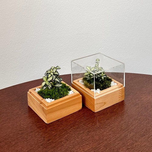 담초 테라리움 실내공기정화식물 테라리움 완제품 큐브형 08 삼나무 미니 화이트스타