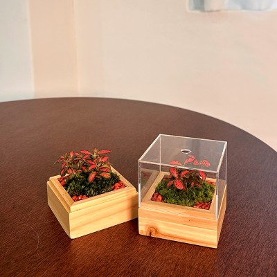 담초 테라리움 인테리어 식물 테라리움 완제품 큐브형 06 삼나무 미니 레드스타