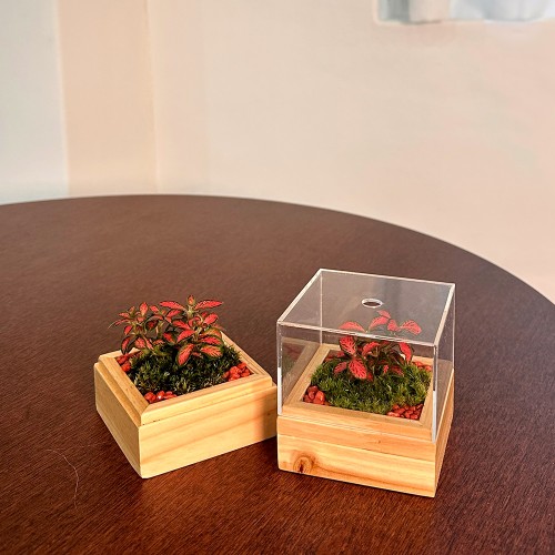 담초 테라리움 인테리어 식물 테라리움 완제품 큐브형 06 삼나무 미니 레드스타