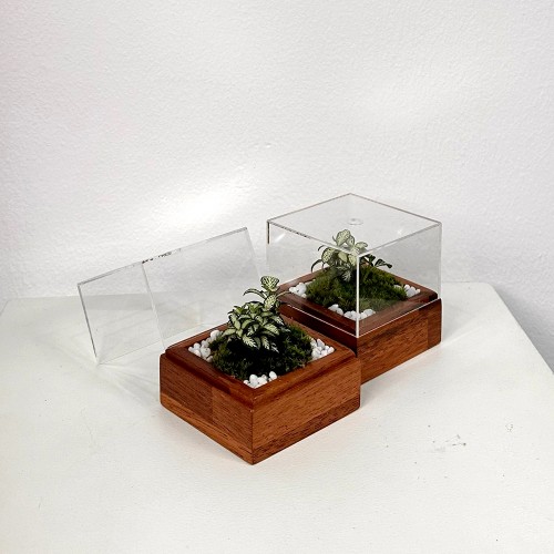 담초 테라리움 인테리어 화분 테라리움 완제품 큐브형 04 멀바우 미니 화이트스타