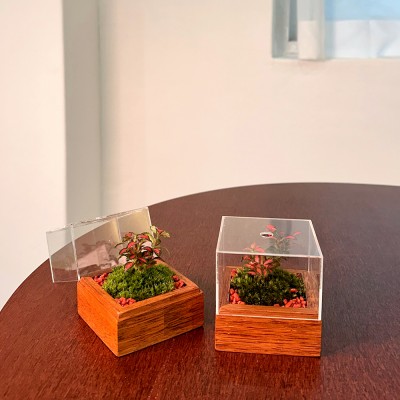 담초 테라리움 인테리어 소품 테라리움 완제품 큐브형 02 멀바우 미니 레드스타