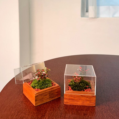 담초 테라리움 인테리어 소품 테라리움 완제품 큐브형 02 멀바우 미니 레드스타