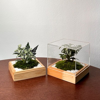담초 테라리움 키우기 쉬운 식물 테라리움 완제품 큐브형 07 삼나무 화이트스타