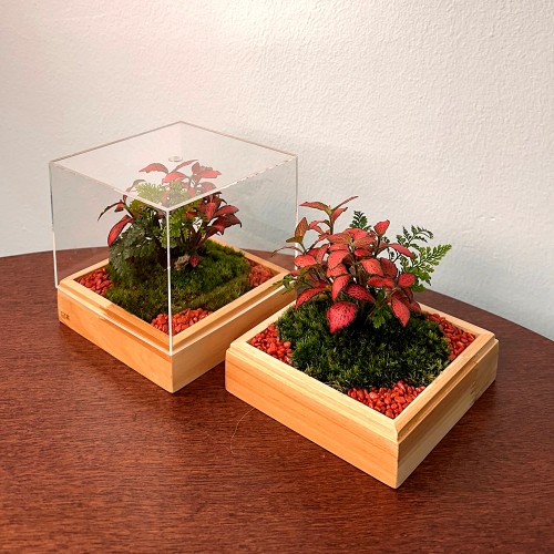 담초 테라리움 공기정화 반려식물 테라리움 완제품 큐브형 05 삼나무 레드스타