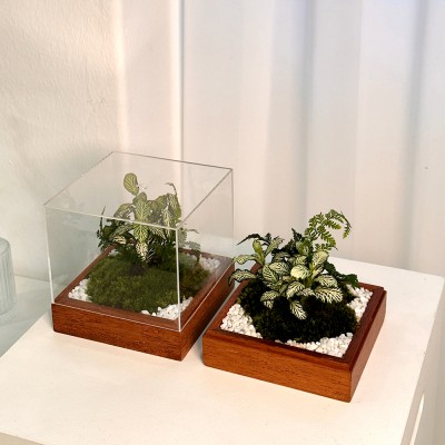 담초 테라리움 집들이선물 테라리움 완제품 큐브형 03 멀바우 화이트스타