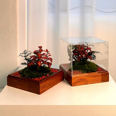 담초 테라리움 이사선물 테라리움 완제품 큐브형 01 멀바우 레드스타