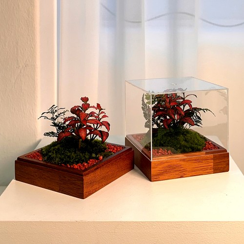 담초 테라리움 이사선물 테라리움 완제품 큐브형 01 멀바우 레드스타