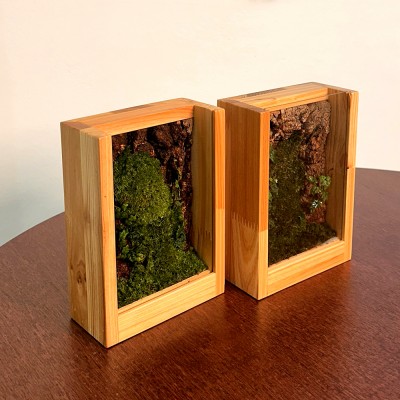담초 테라리움 우드 인테리어 소품 테라리움 완제품 액자형 03 삼나무
