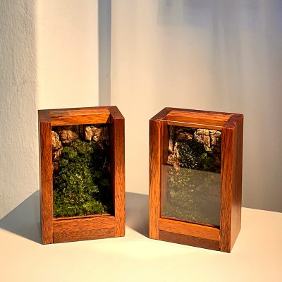 담초 테라리움 원목 오브제 테라리움 완제품 액자형 02 멀바우 미니