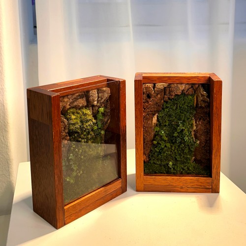 담초 테라리움 원목 인테리어 소품 테라리움 완제품 액자형 01 멀바우