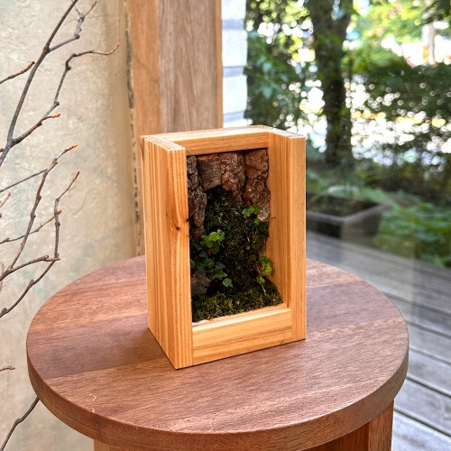 담초 테라리움 우드 오브제 테라리움 완제품 액자형 04 삼나무 미니