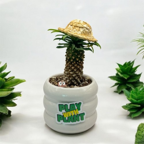 플랜트생츄어리 미니 선인장 반려식물 다육식물 괴마옥