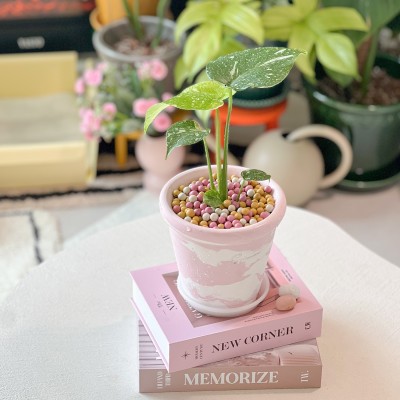 화분포함 완제품 소장가치 있는 미니화분 무늬 몬스테라 - 핸드메이드 토분M