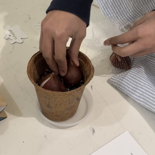 MOA BULB KIT ver.1 튤립 키우기