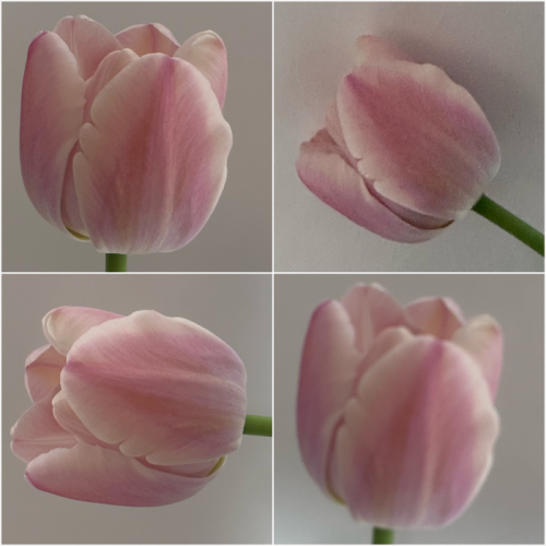 MOA BULB KIT ver.1 튤립 키우기