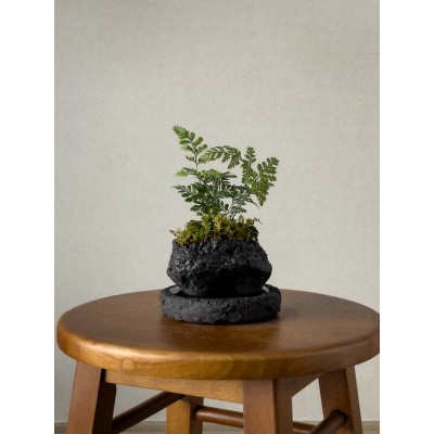 화산석 이끼 후마타고사리