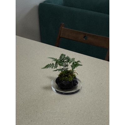 화산석 이끼 후마타고사리