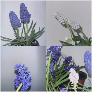 MOA BULB KIT ver.2 무스카리 키우기