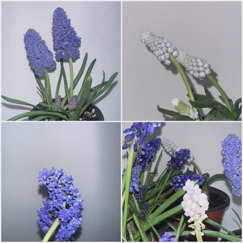 MOA BULB KIT ver.2 무스카리 키우기