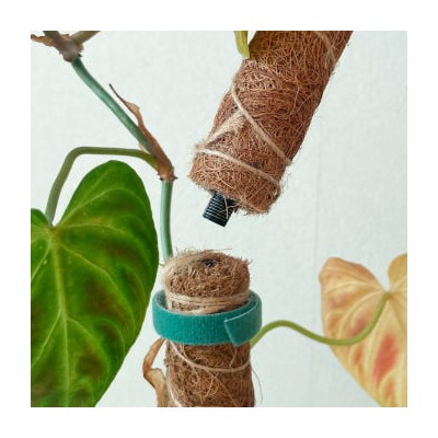 수태봉 화분 몬스테라 연결형 식물지지대 플랜테리어 40cm 60cm 코코봉