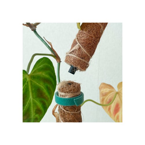 수태봉 화분 몬스테라 연결형 식물지지대 플랜테리어 40cm 60cm 코코봉